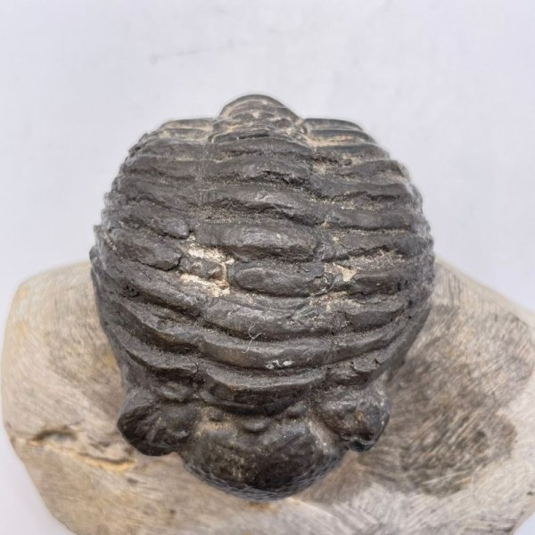 画像2: 三葉虫 (2)