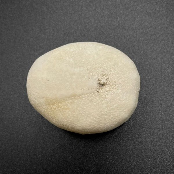 画像3: ウニ化石 (3)