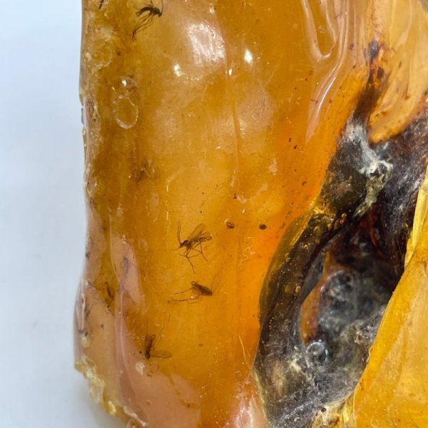 画像2: 虫入りコパル(琥珀) (2)
