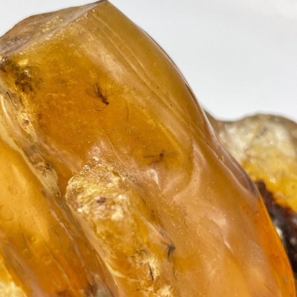画像3: 虫入りコパル(琥珀) (3)