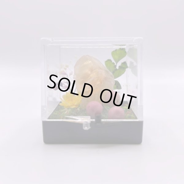 画像4: ジオラマ・オレンジカルサイト (4)