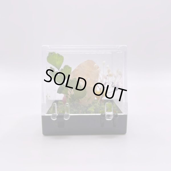 画像6: ジオラマ・オレンジカルサイト (6)