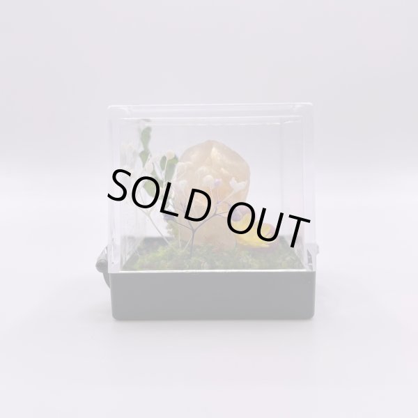 画像7: ジオラマ・オレンジカルサイト (7)