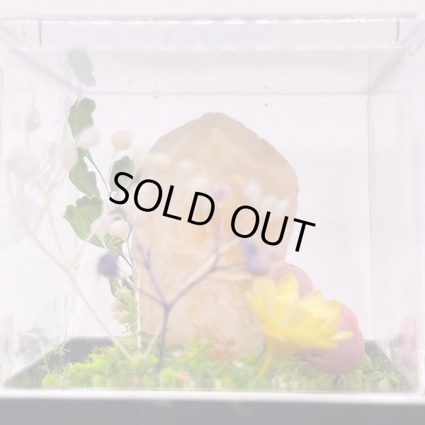 画像3: ジオラマ・オレンジカルサイト (3)