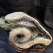 画像2: 蛇石（へび石） (2)